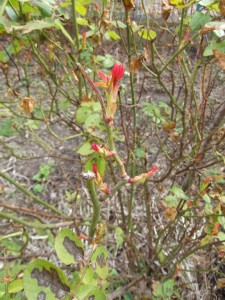 premières feuilles de rosier