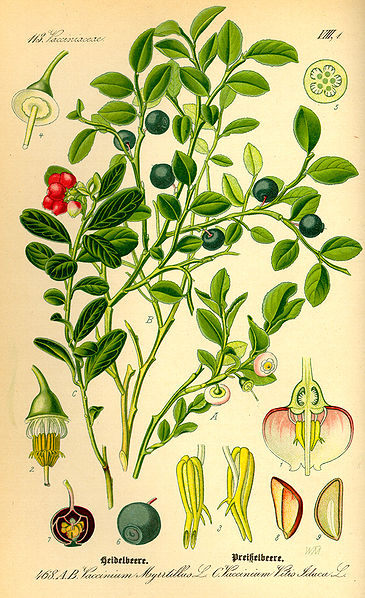 planche botanique tirée de Wikipedia